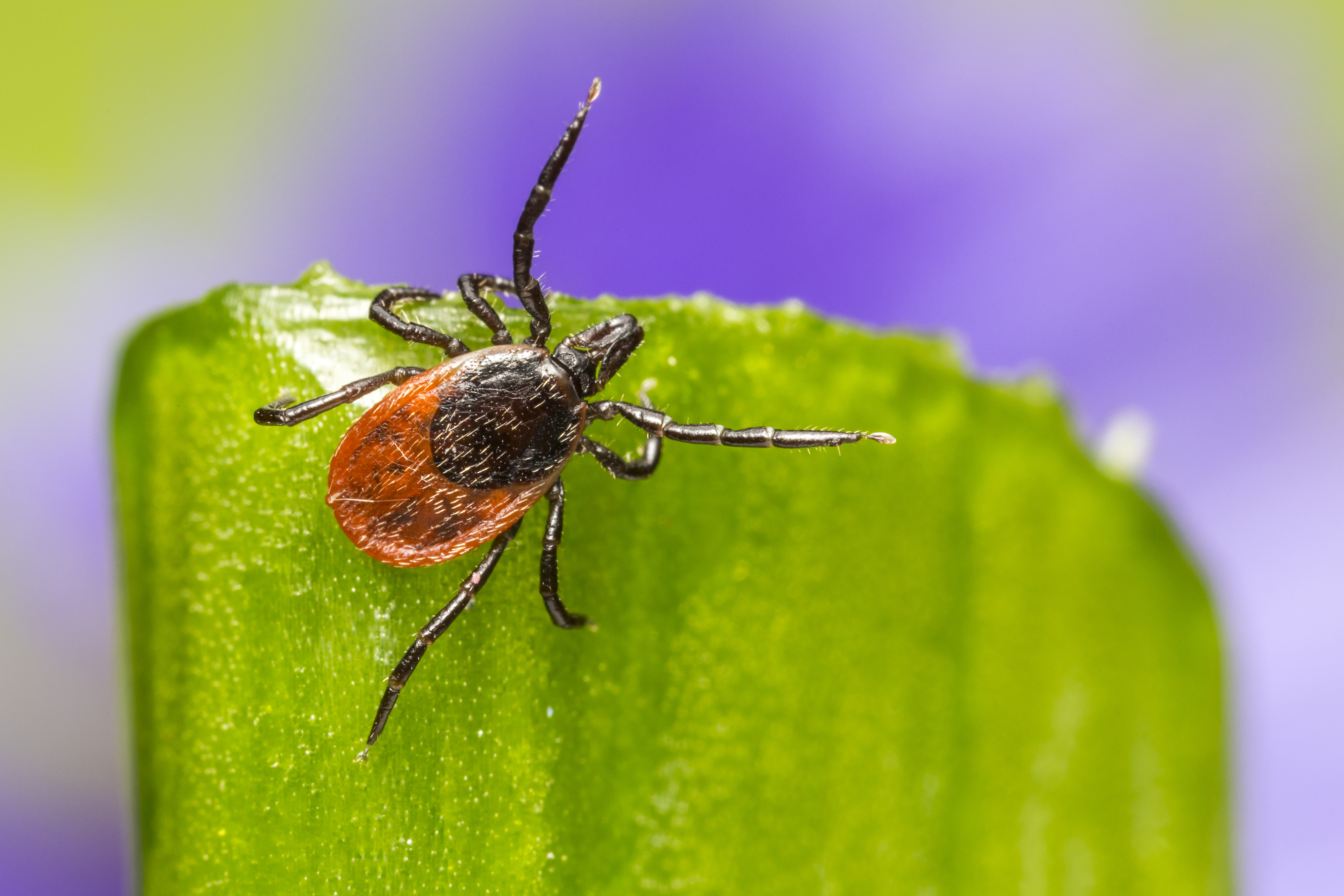 Tick sitting green leaf with purple background