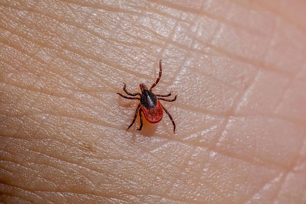 lyme-disease-and-ticks